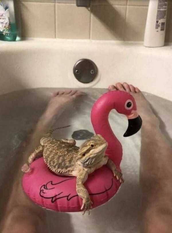 игуана на надувном фламинго в ванне