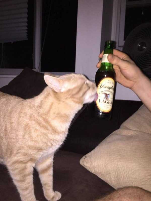рыжий кот облизывает бутылку пива