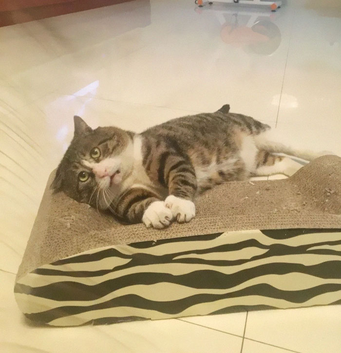 полосатый кот на полу