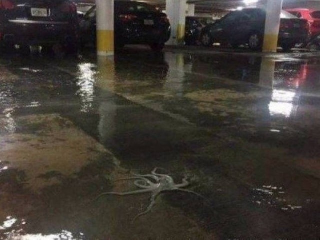осьминог на парковке