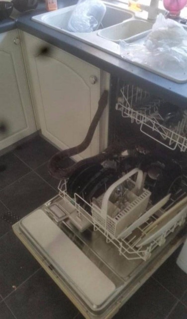 змея в посудомойке 