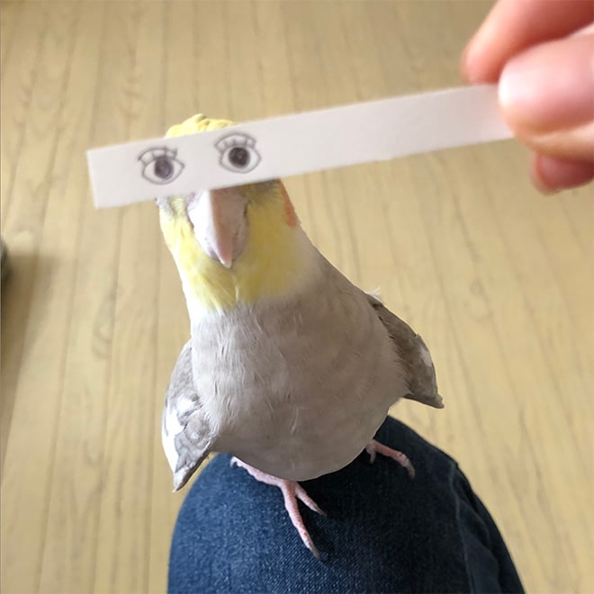 попугай с нарисованными глазами