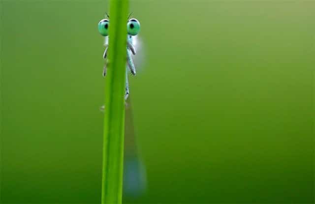 насекомое прячется в траве