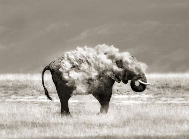 слон в облаке пыли