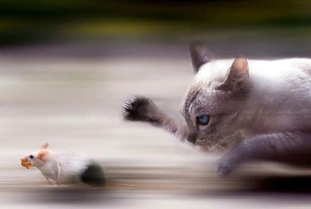 кошка бежит за мышью