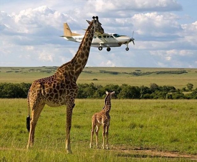 жирафы на фоне самолета