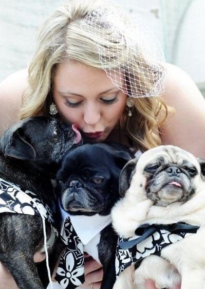 собаки и невеста