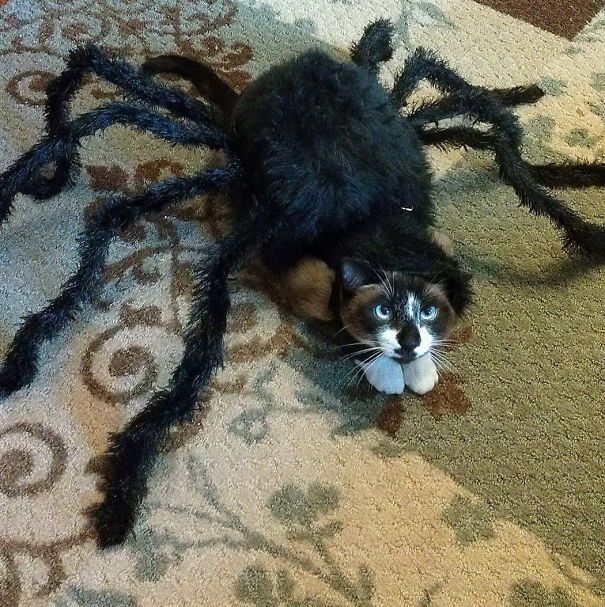кошка в костюме паука