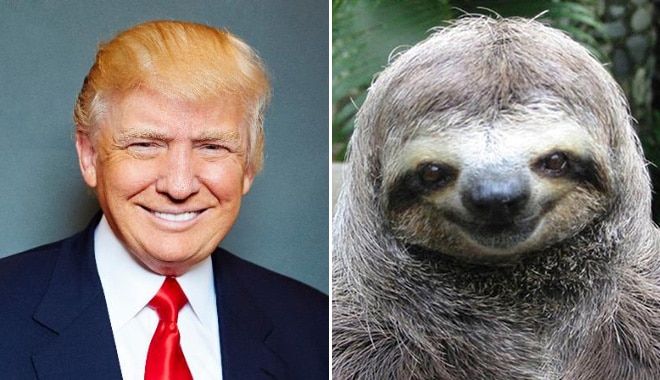 дональд трамп и ленивец