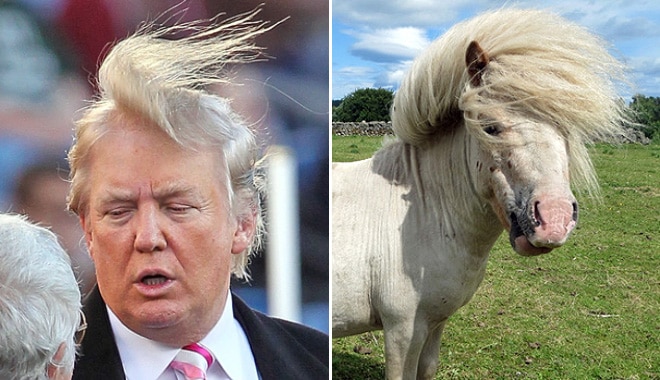 дональд трамп и лошадь