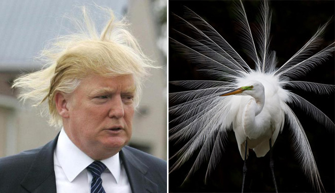 дональд трамп и птица