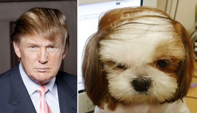 дональд трамп и пес