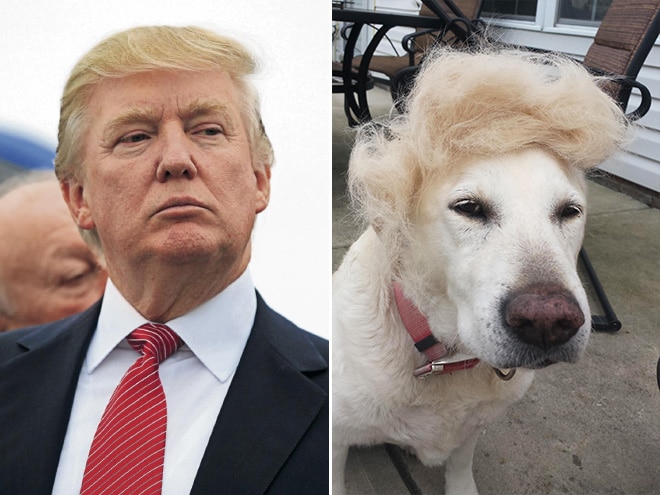 дональд трамп и собака в парике