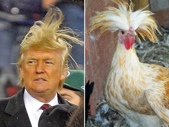 дональд трамп и курица