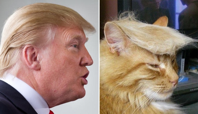 дональд трамп и рыжий кот