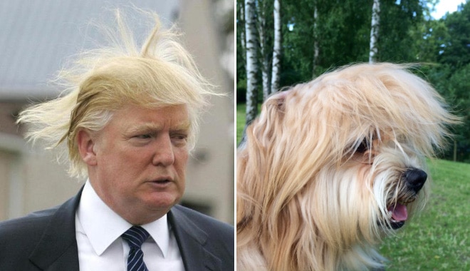 дональд трамп и собака