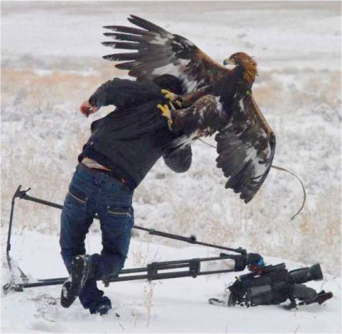 орел напал на фотографа