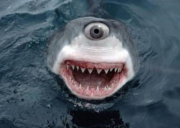 акула с одним глазом