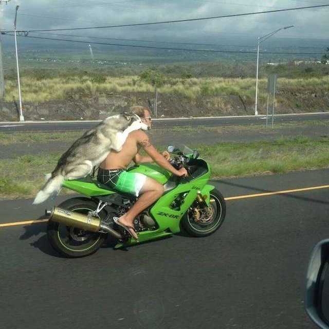 собака с мужчиной на мотоцикле