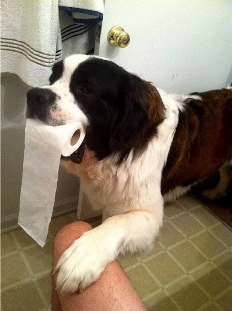 собака с рулоном туалетной бумаги