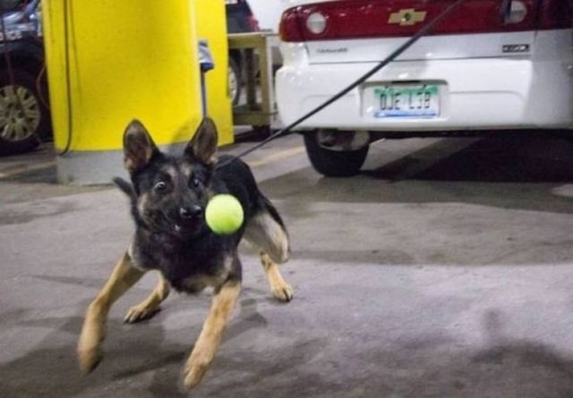 щенок ловит мяч