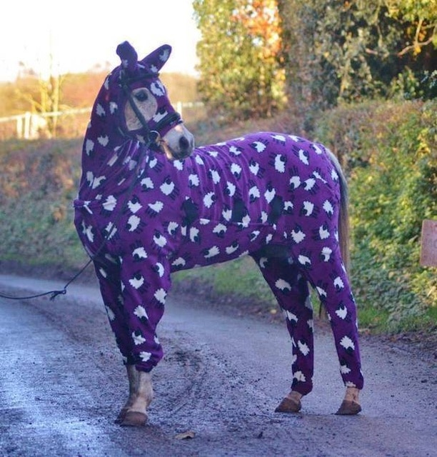 лошадь в пижаме