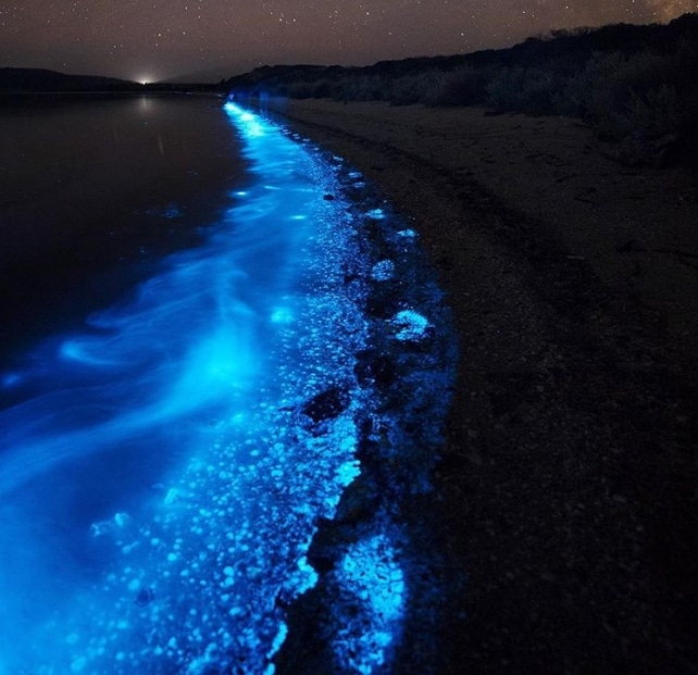 светящийся планктон на мальдивах