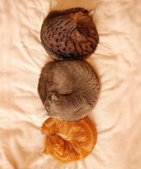 три кота спят клубком