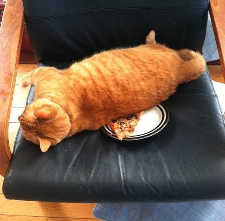 рыжий кот спит на кресле
