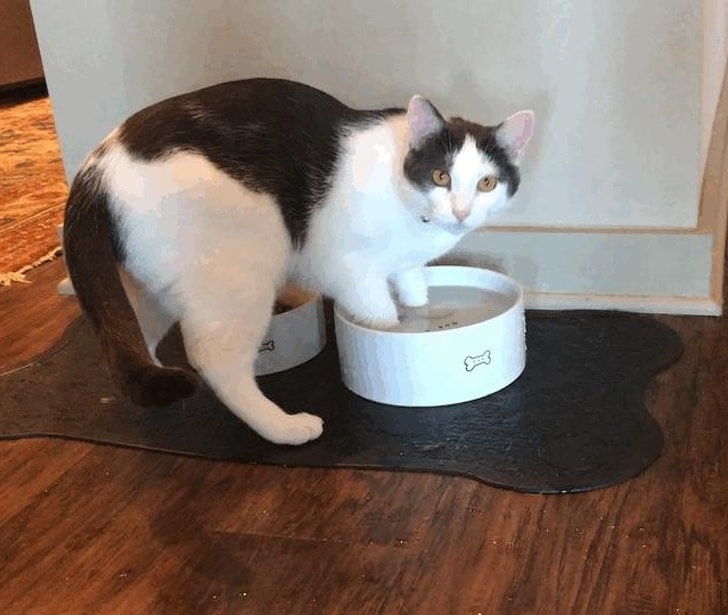 черно-белый кот стоит лапами в миске
