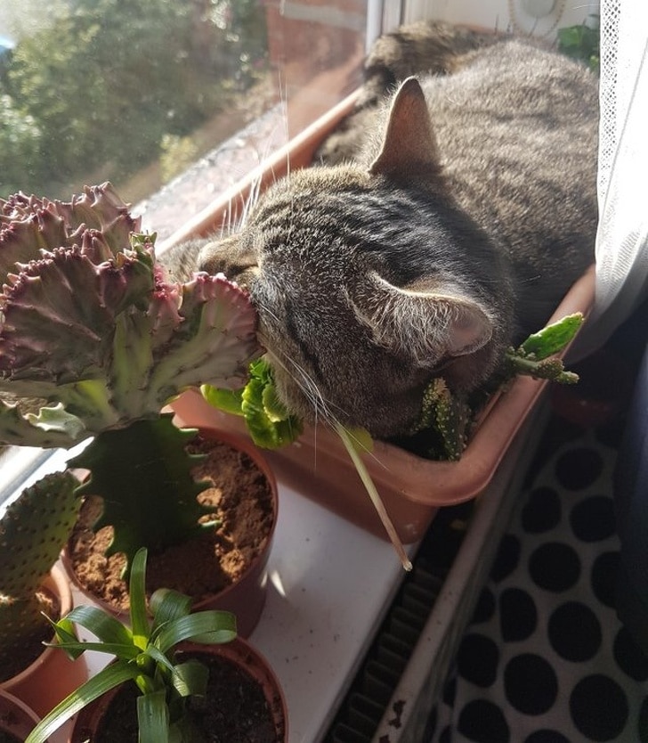 кот спит в горшке с цветком