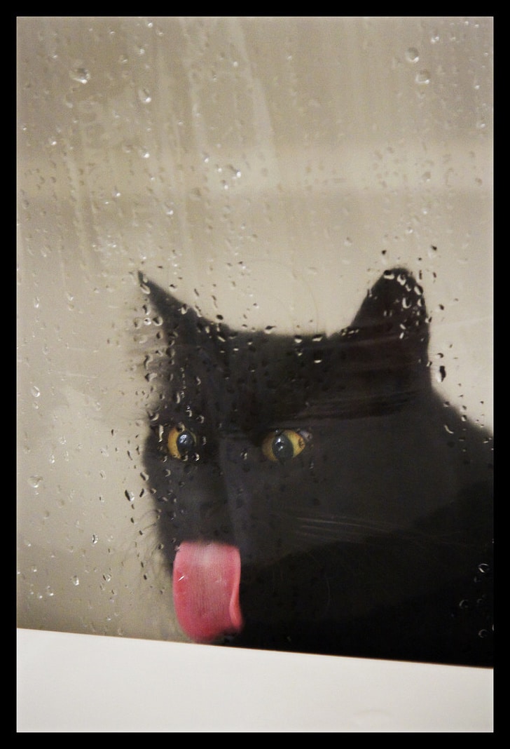 черный кот облизывает стекло
