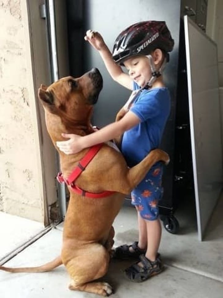 собака и маленький мальчик