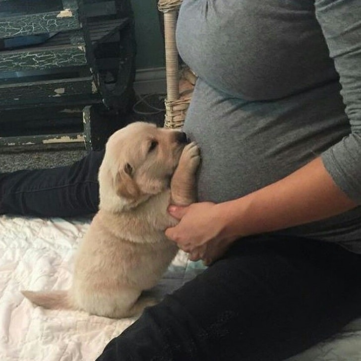 щенок и беременная женщина