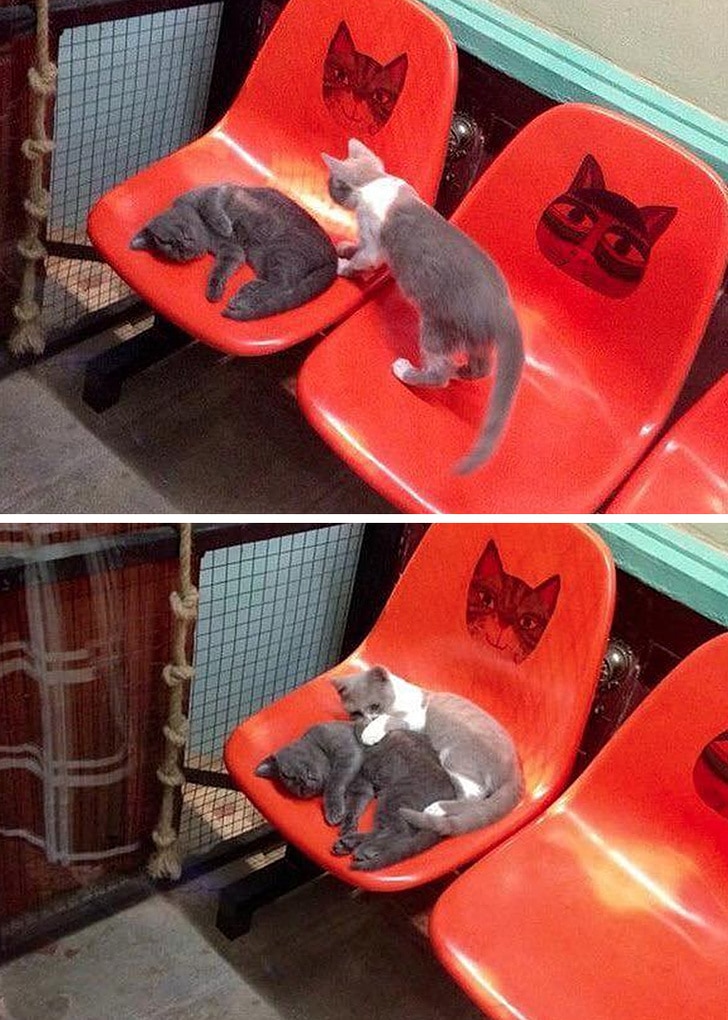 коты спят на пластиковом кресле