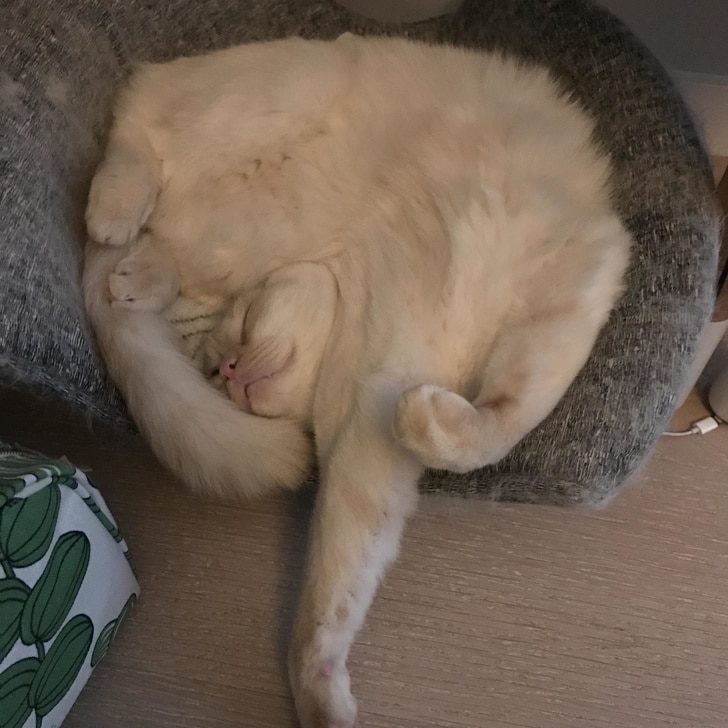 белый кот спит