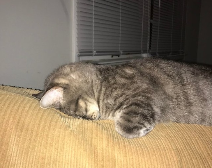 полосатый кот спит мордой вниз