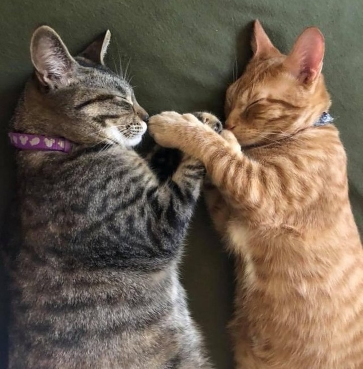 серый и рыжий кот спят рядом