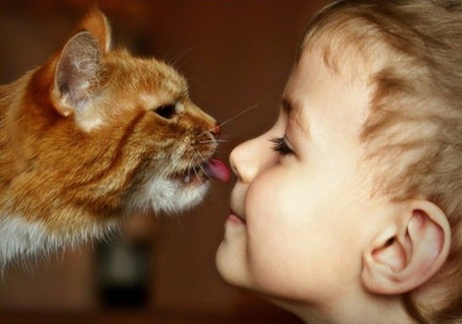 Несколько доказательств того, что коты могут быть самыми ответственными и заботливыми животными для малыша