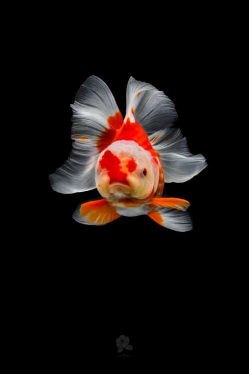 Красочные портреты изящных золотых рыбок в работах фотографа Цубаки (10 фото)