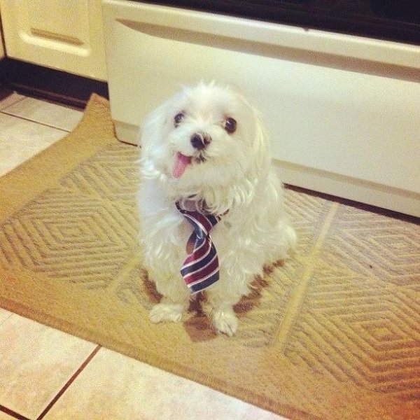 белая собака в галстуке