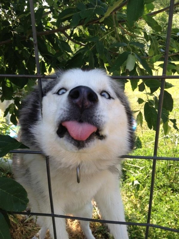собака торчит головой в заборе