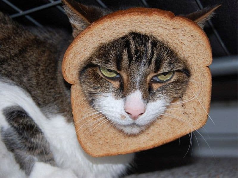 бутерброд с котом