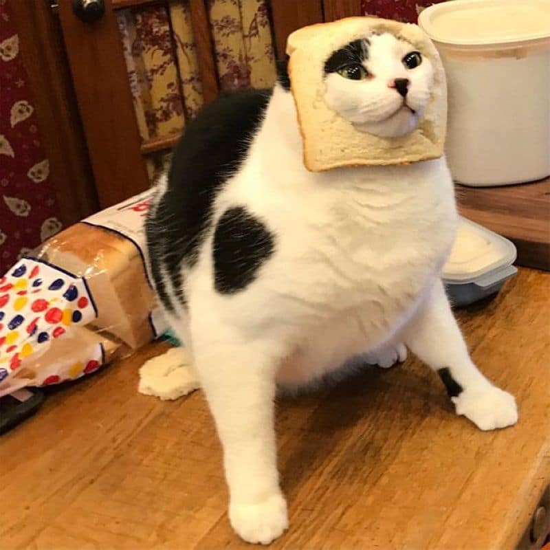 бутерброд с котом