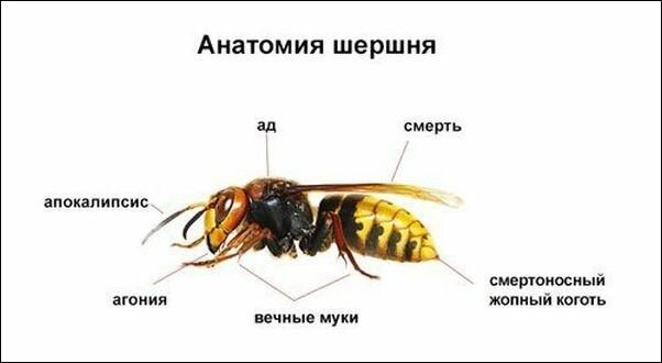 Комиксы и карикатуры прикол, сделай сам, юмор