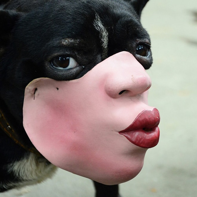 черный пес в маске