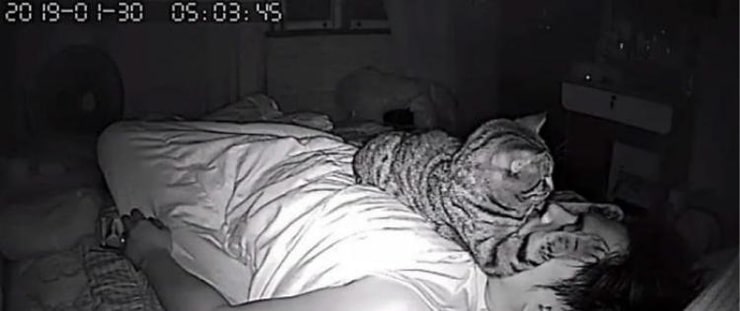Парень установил в спальне скрытую камеру и узнал, как кот относится к нему по ночам  Приколы,коты,фотографии
