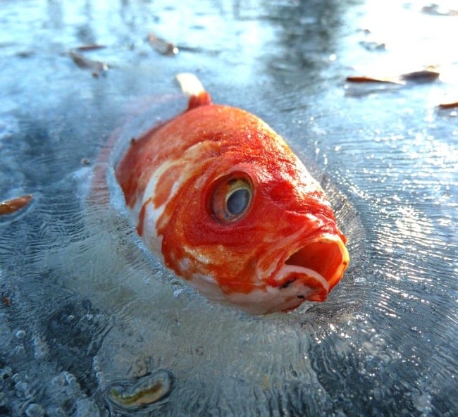 рыба во льду