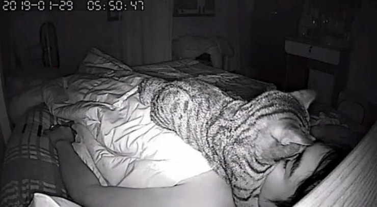 Парень установил в спальне скрытую камеру и узнал, как кот относится к нему по ночам  Приколы,коты,фотографии