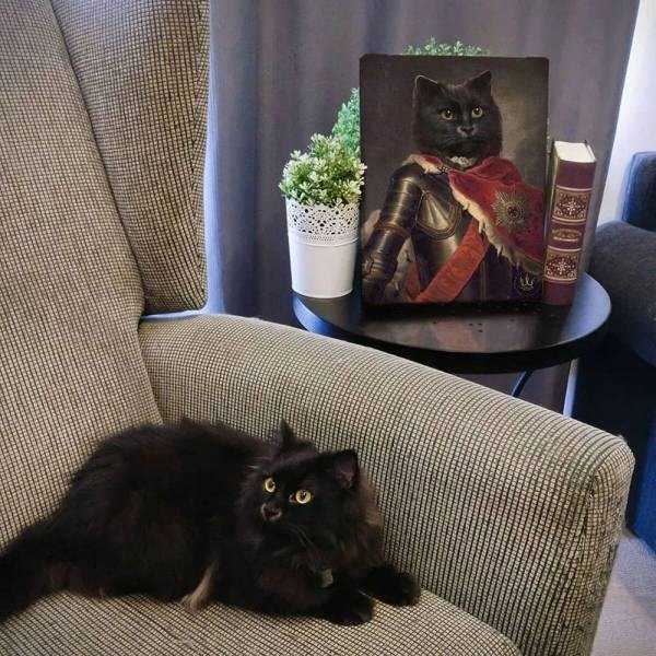 черный кот на кресле